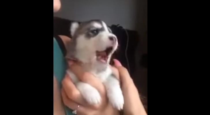 A little Husky puppy tries to howl for the first time --- The result will make you fall in love!