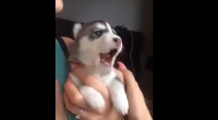 Un chiot Husky essaie d'aboyer pour la première fois ... Le résultat va vous faire fondre 