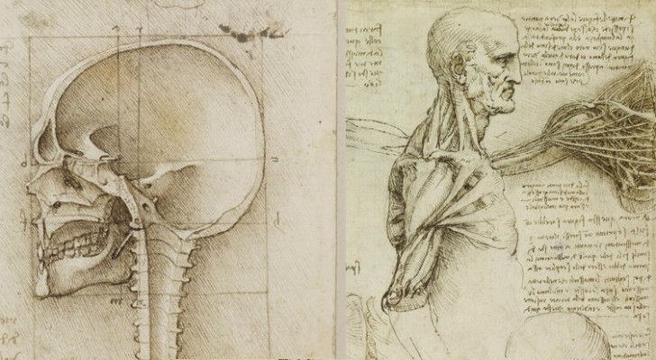 Pubblicati gli studi anatomici di Leonardo: incredibili disegni di oltre 400 anni fa
