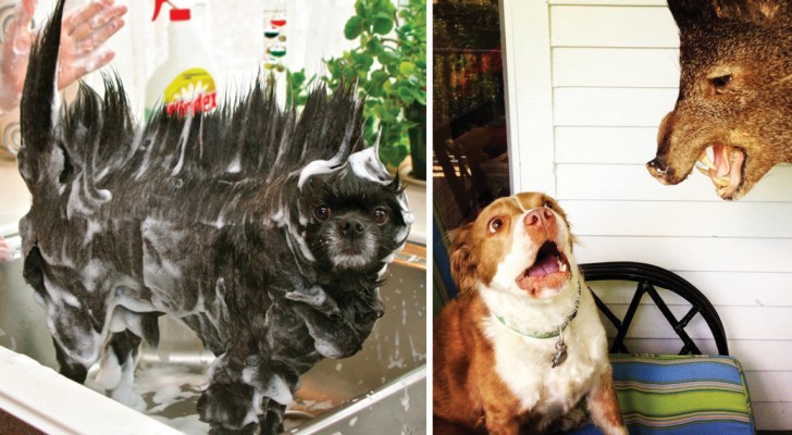 Queste immagini dimostrano che un cane sarà sempre in grado di cambiarvi la giornata