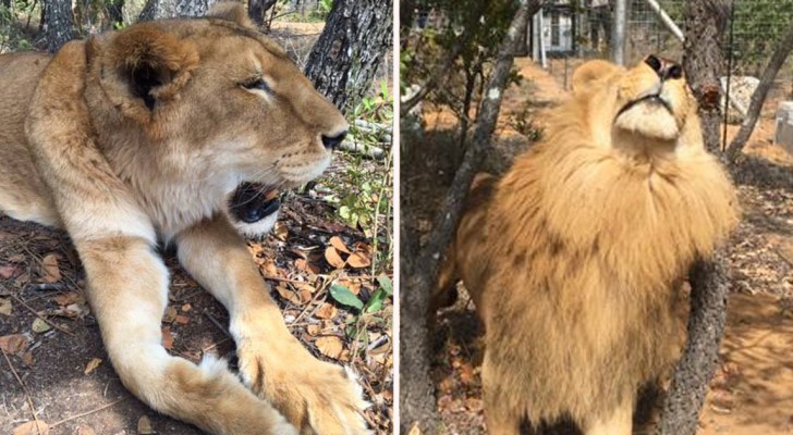 Uno dei più grandi salvataggi mai compiuti: per 33 leoni finisce finalmente la vita del circo