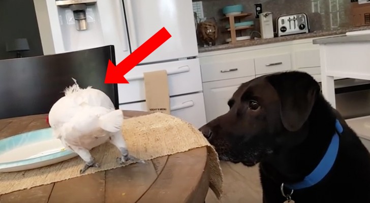 A parrot eats and a dog is watching him --- what comes shortly after is touching!