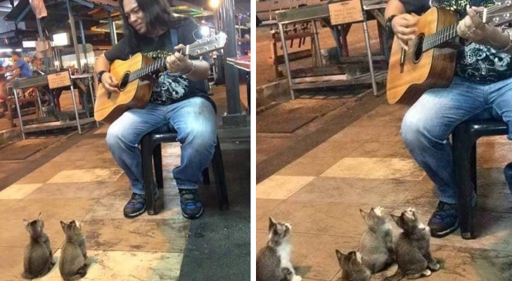 A busker is playing a song with his guitar --- but look at who has come to listen. Wow! 