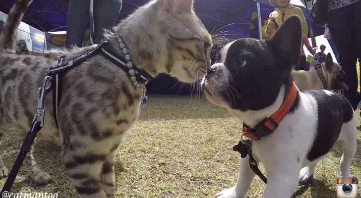 Sapete che cosa accade quando un gatto incontra 50 cani? Ecco la riposta!