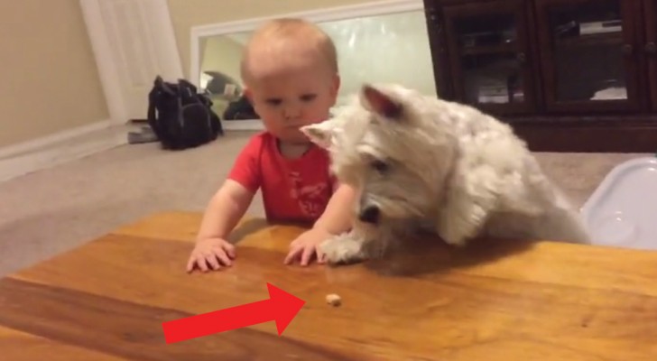 Een kind en een hond strijden om het laatste stukje kip. De eindstand? Bekijk het zelf! 