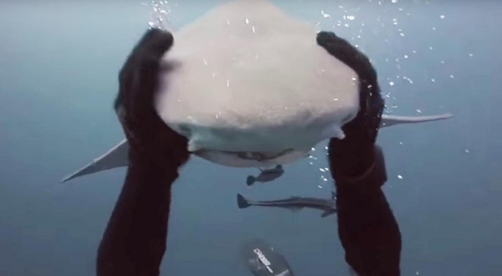 Um homem fica cara a cara com um tubarão... Mas as intenções do animal irão te surpreender.