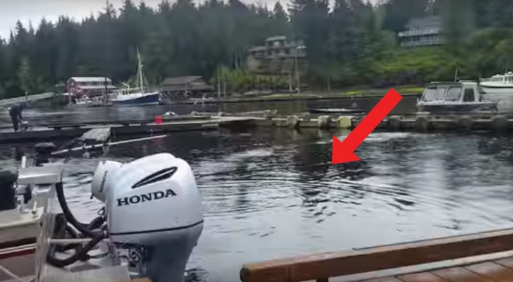 Camina en un puerto deportivo...pero poco después llega una GIGANTESCA sorpresa