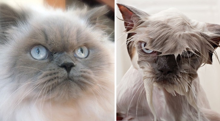 Animali alle prese con il bagno: le foto prima/dopo sono... mostruosamente adorabili