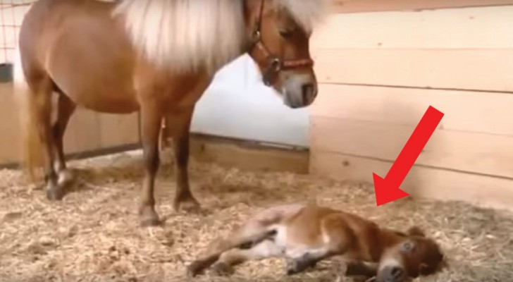 Iedereen denkt dat het een normaal veulen is... maar deze pony heeft nu al een record behaalt als kleinste veulen ter wereld! 