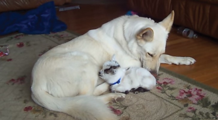 Esta cabrita tiene una desesperada necesidad de una madre. Como reacciona el perro? Para no perderselo!