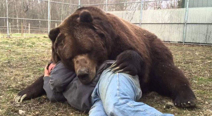 Vor 22 Jahren fand er diesen verwaisten Bären: Sehen Sie, wie er sich heute verhält....