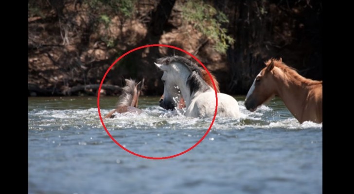 Een veulen dreigt te verdrinken in de rivier: de leider van de kudde slaagt erin haar te redden door haar aan haar manen mee te slepen