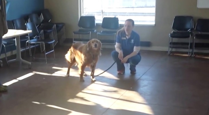 Le chien est amené dans une pièce: peu de temps après, il remarque un visage qu'il n'a pas vu depuis 20 longs mois ...