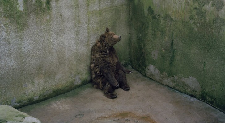 Tutta la tristezza degli animali detenuti negli zoo racchiusa in una sola immagine