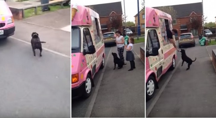 Un cane fa la fila al furgone dei gelati: il modo in cui attende il suo turno è adorabile