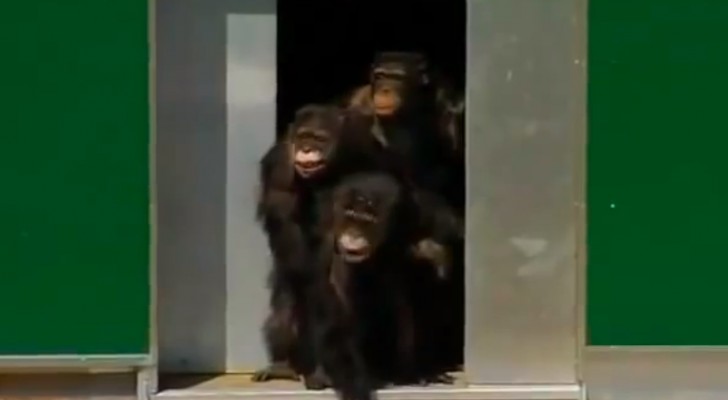 Ils ont passé 30 ans dans une cage: voici le moment où ils regardent le ciel pour la première fois