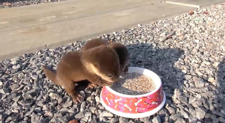 Er findet zwei kleine hungrige Otter: Sobald er die Schachtel auf den Boden stellt, solltet ihr genau hinhören. Wow!