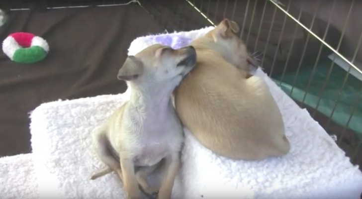 Questa chihuahua che cerca di addormentarsi sulla sorella vi scioglierà il cuore!