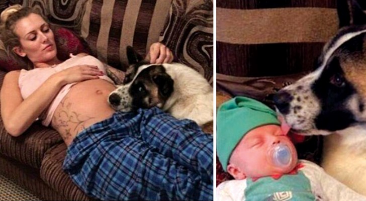 Ze weigerde afstand te doen van haar hond tijdens de zwangerschap en ze bedankt haar door haar leven te redden