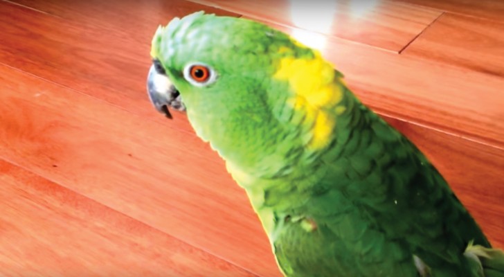 Deze papegaai hoort een grappig geluid: zijn reactie is hilarisch!