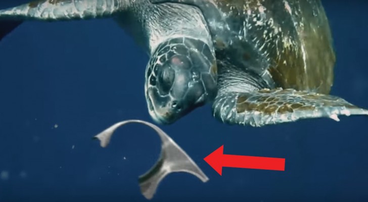 A sea turtle eats garbage left in the sea --- but this time it will not end as you think!