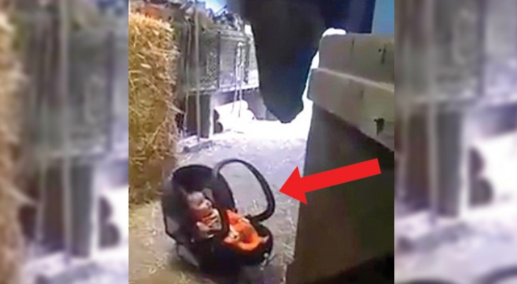 A little baby in a car seat is crying --- Look at the way the horse makes it stop!