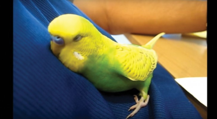 Ecco cosa fa OGNI SERA questo pappagallino per addormentarsi... adorabile!
