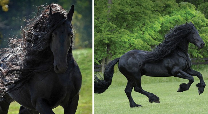 Dit paard wordt beschouwd als het mooiste paard ter wereld: zijn elegantie is onbeschrijflijk!