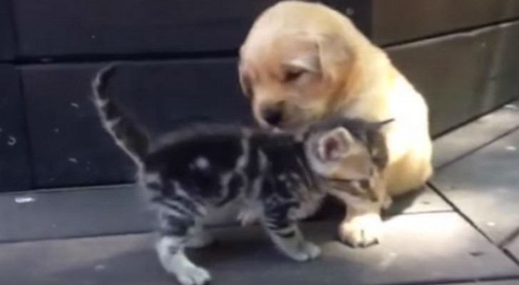 A puppy meets a new friend --- his reaction will melt your heart!
