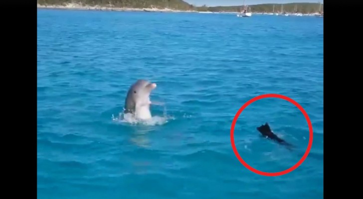 Hun hond werpt zich in het water... de onmiddellijke reactie van de dolfijn is er een van opperste verbazing! 