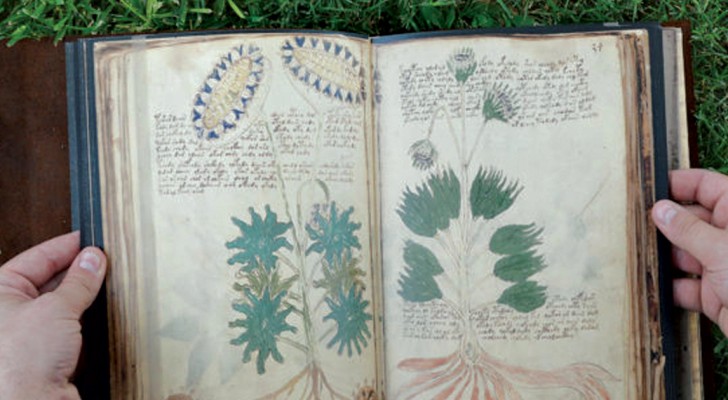 Linguaggio indecifrabile e piante sconosciute: un manoscritto medievale ancora avvolto nel mistero