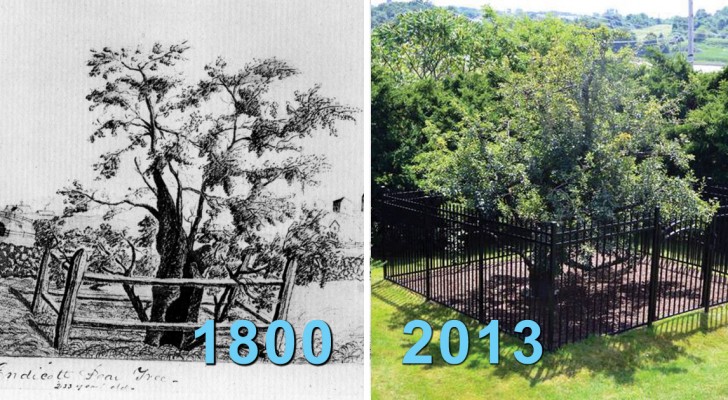 È sopravvissuto a 400 freddi inverni: ecco a voi l'albero da frutto più vecchio d'America