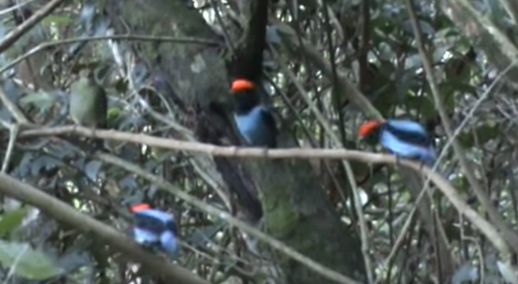 Three birds perch on a branch --- After a few seconds you will not believe your eyes!