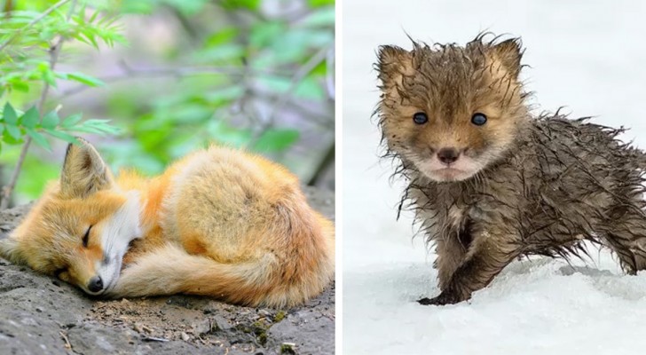 Des bébés renards si doux qu'ils semblent faux : impossible de ne pas les ADORER!