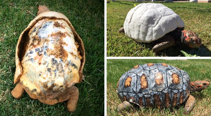 La tortuga ha perdido su caparazon durante un incendio, pero gracias a la tecnologia se crea lo imposible