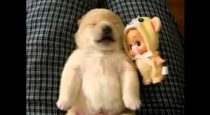 This soft and cuddly puppy is sleeping --- But what it does at 0:20 is really TOO cute!