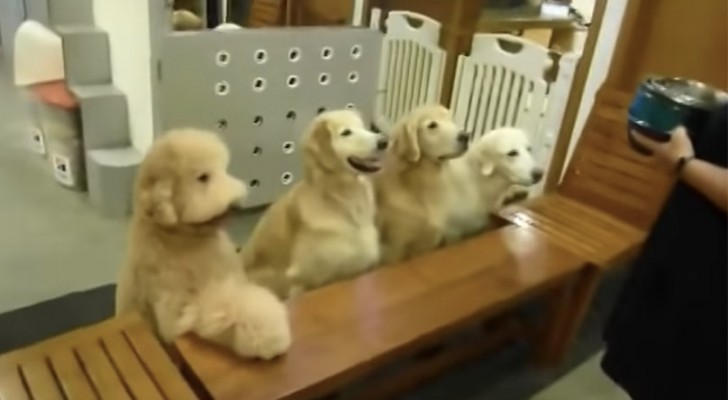 De vrouw pakt de voederbakken... wat de honden doen voor en na het eten is ongelooflijk!