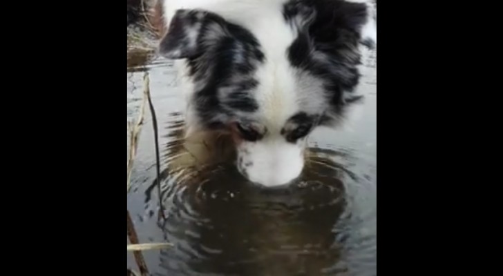 Elke keer dat deze hond zijn snuit in het water steekt, zal dit een glimlach op je gezicht toveren!