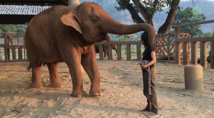 Elle s'approche de l'éléphant et commence à chanter: voici comment l'animal réagit ... Wow!