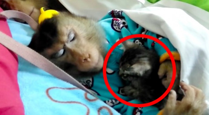 Een aapje vindt een verdwaalde kitten en neemt het diertje mee: als je de twee samen ziet, smelt je hart!