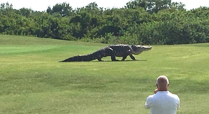 A GIGANTIC alligator suddenly appears on a golf course --- Creepy AND fascinating!