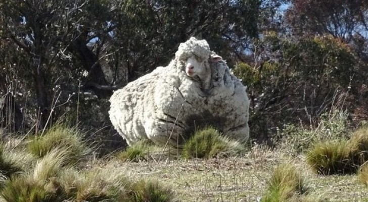 Een schaap ontsnapt van de kudde: ze vinden hem terug na 5 jaar met 40 kilo wol op zijn rug