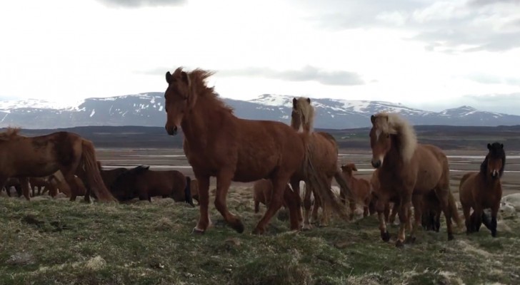 Un homme observe des chevaux sauvages, mais quand il tourne la caméra à droite... WOW !!!