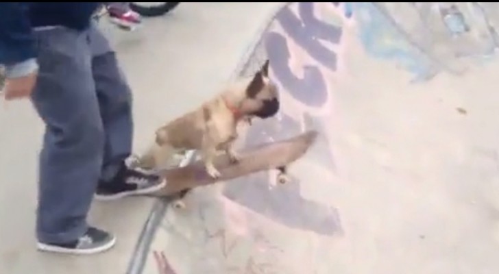 Bulldoggen klättrar upp på en skateboard: och titta vad han lyckas göra!