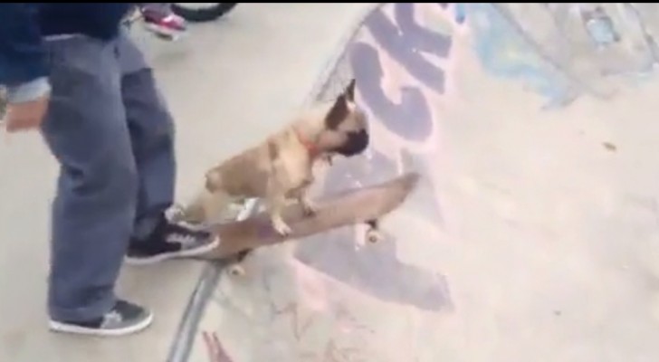 Il bulldog sale sullo skateboard: quando lui lo lascerà andare non crederete ai vostri occhi