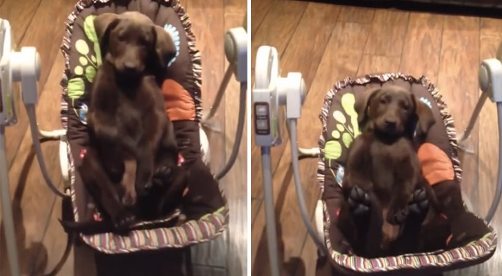 Hij filmt zijn labrador die lekker aan het ontspannen is in een... schommelstoel voor baby's!