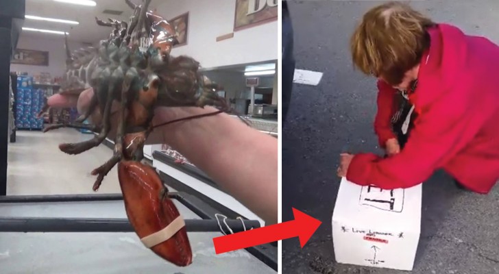 She buys a live grocery store lobster --- what she did next was totally unexpected! 