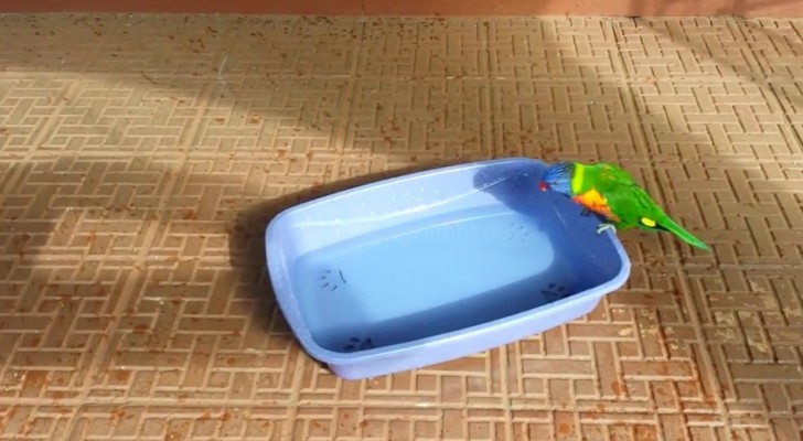Een papegaai zit aan de rand van een bak met water... de manier waarop hij geniet van het water is aandoenlijk!