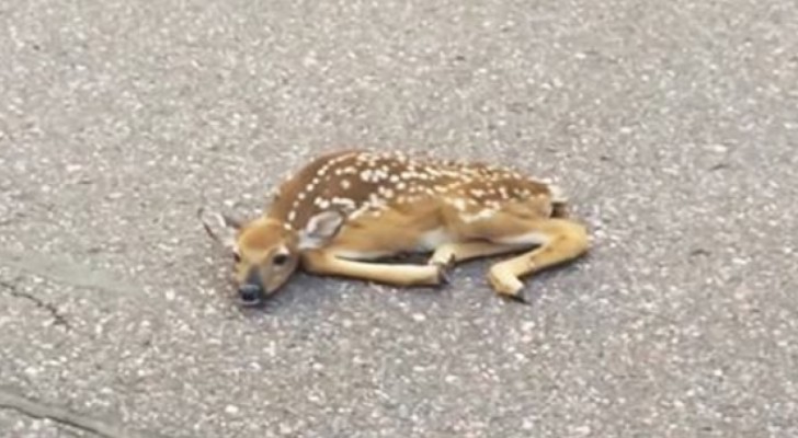 A baby deer lies motionless on the road --- See its reaction when it is picked up!