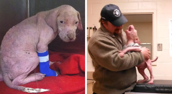 Un cucciolo viene adottato dall'uomo che gli ha salvato la vita: la sua reazione è uno spettacolo